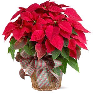 Fiore Stella di Natale